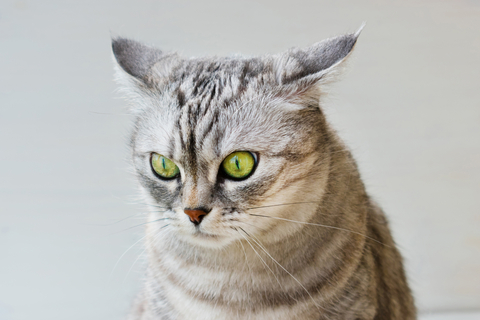 猫がストレスに感じることとは?ストレス要素とおすすめの解消法