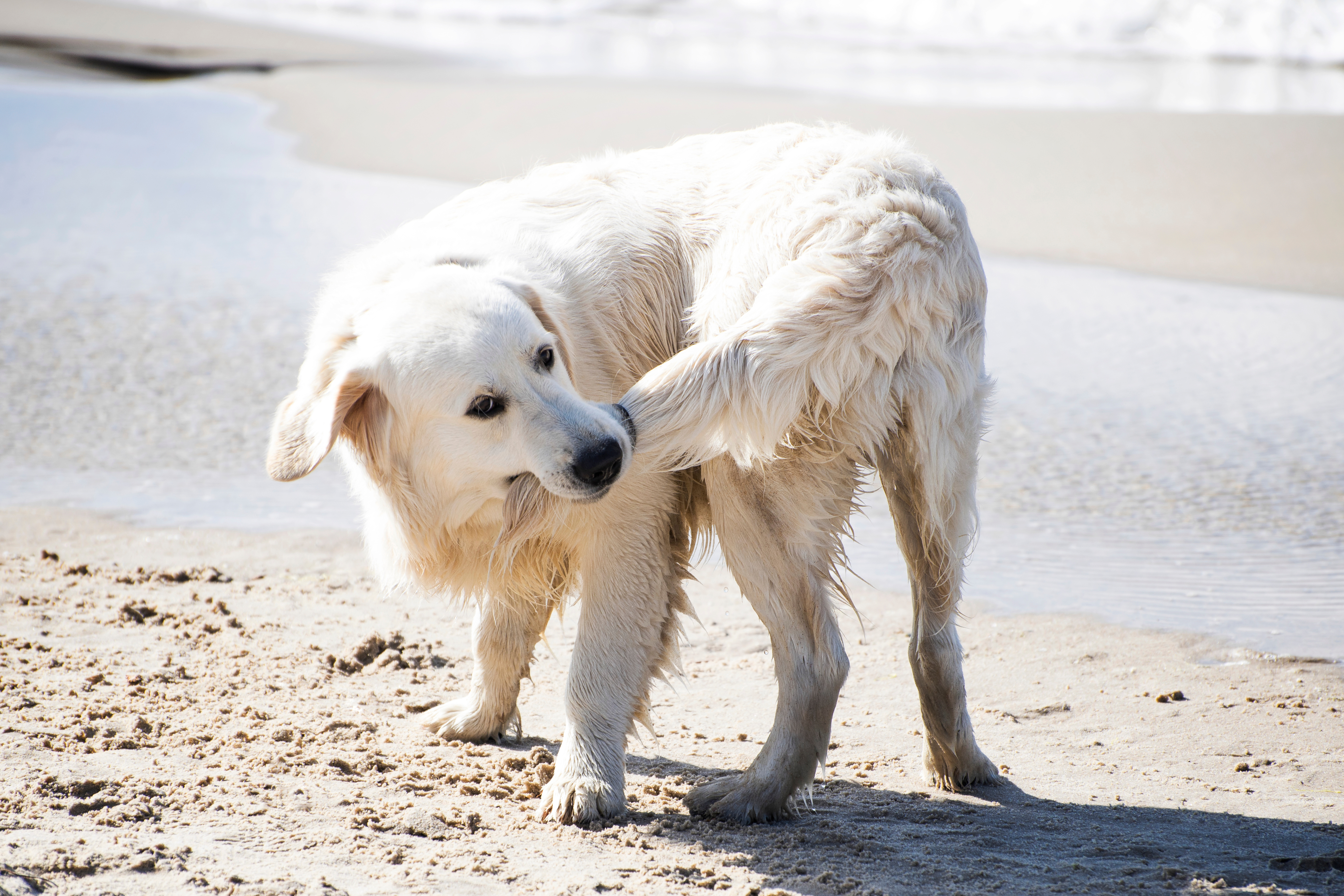 犬が同じ場所をくるくる回るのはなぜ 原因や対処方法を解説 Uchinoco うちの子