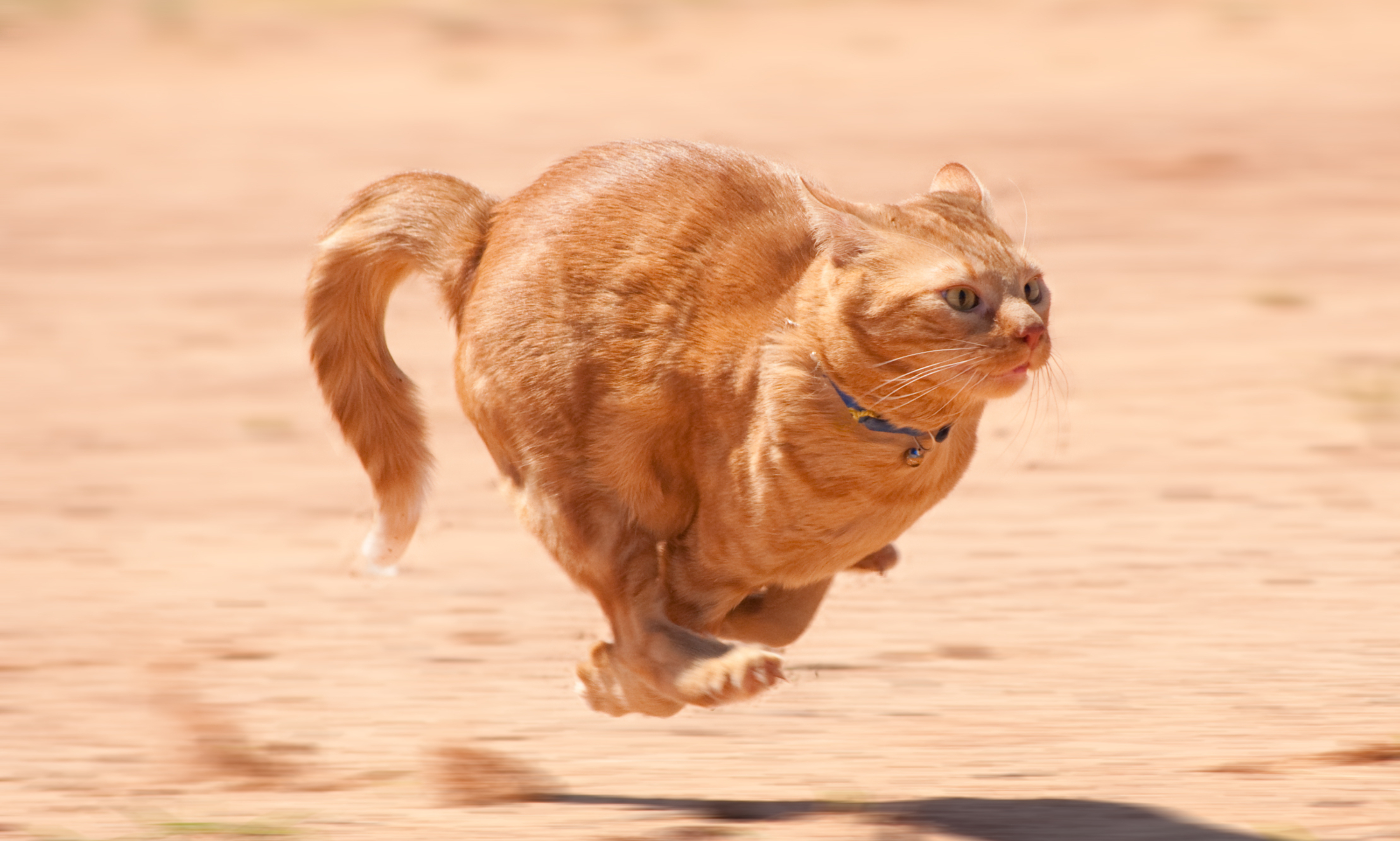 突然のスイッチオン 猫が突然走り出すその理由とは Uchinoco うちの子