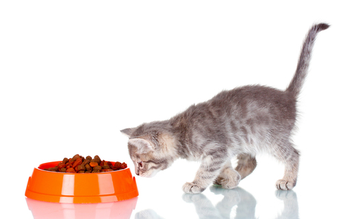 猫のフードボウルについて!選び方やおすすめ商品をご紹介