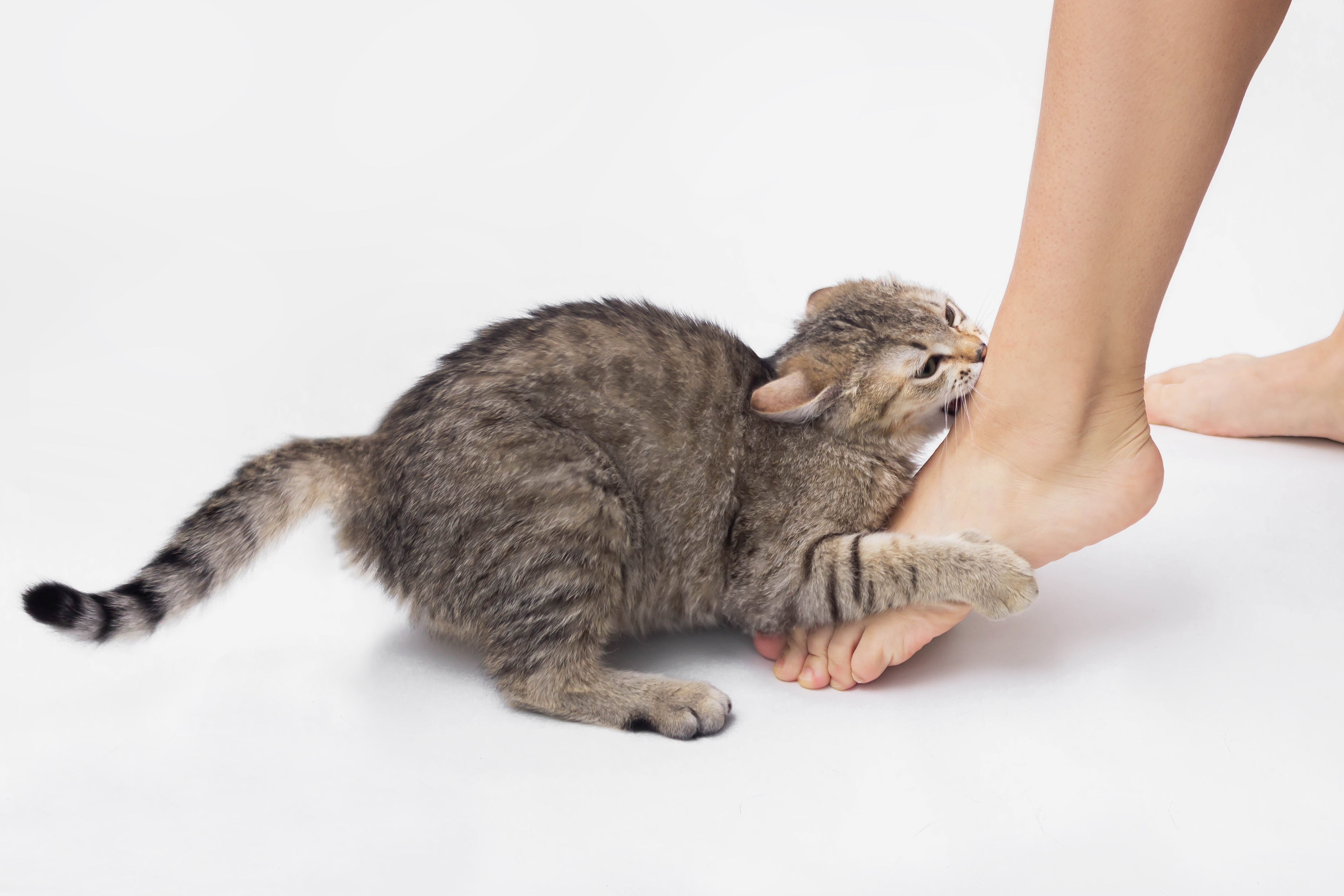 猫の噛みつき 愛猫が噛みつく理由と噛まれたとき注意すべき病気 Uchinoco うちの子