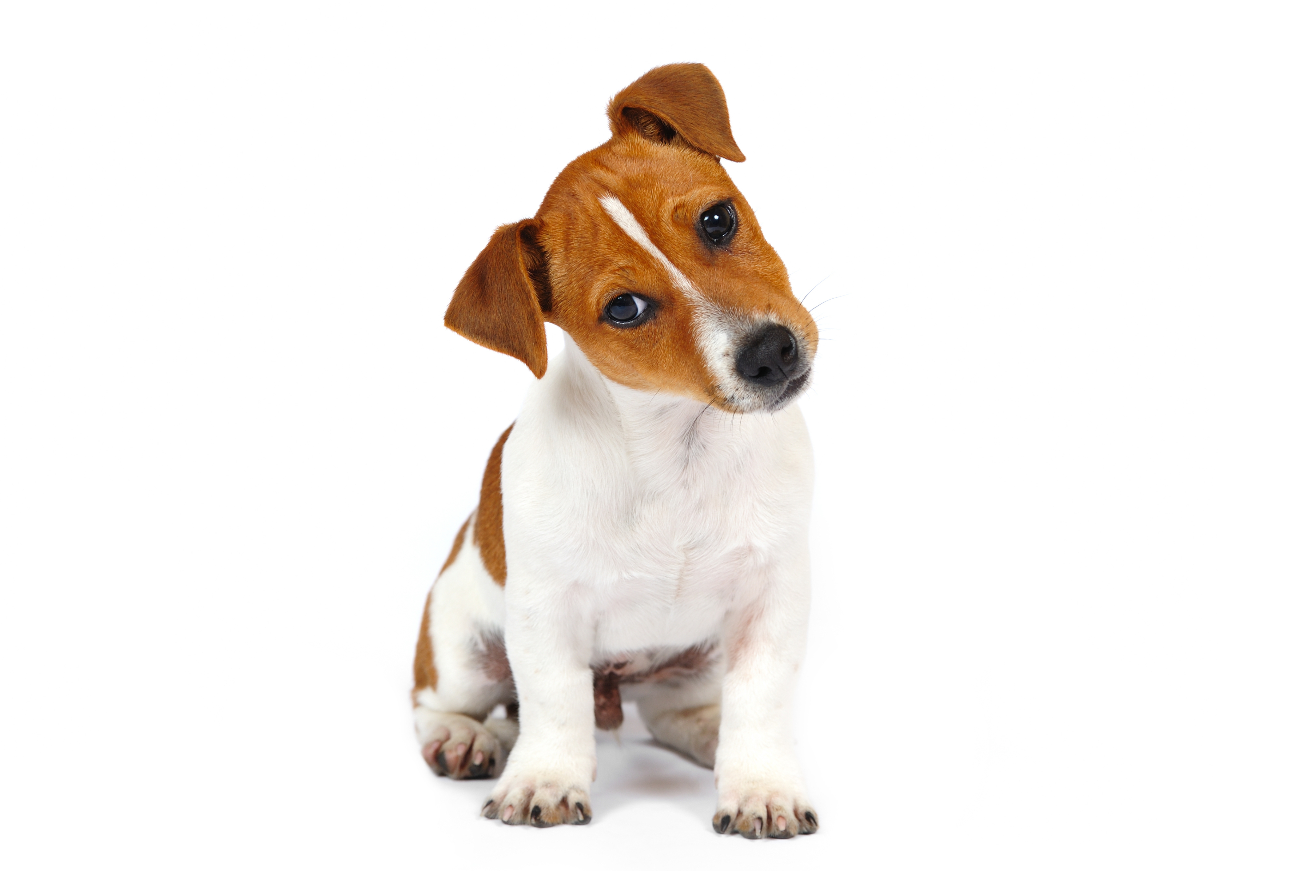 ジャック・ラッセル・テリアってどんな犬種？しつけのコツも解説 | UCHINOCO ＜うちの子＞, image size:4256x2832