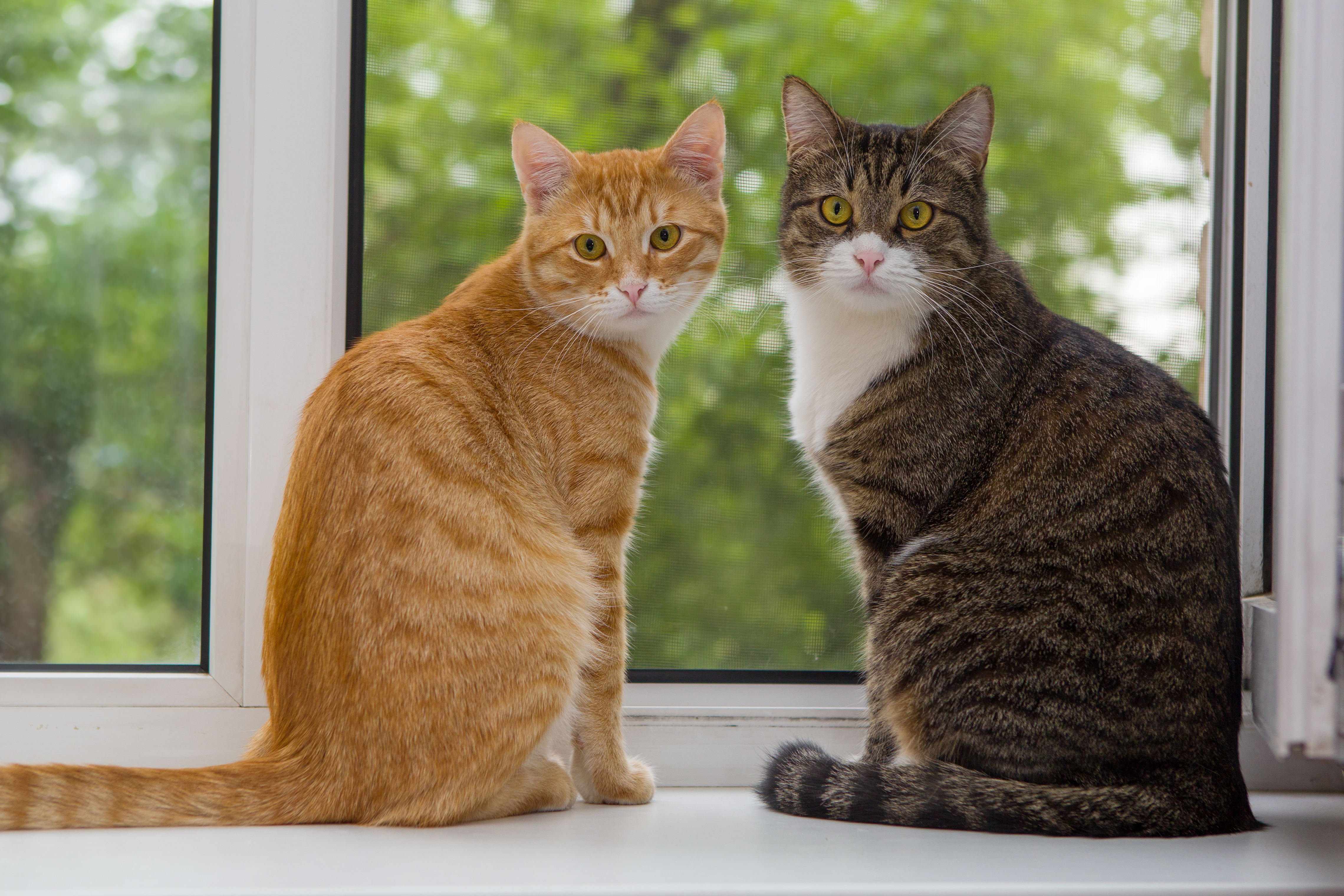 猫の上下関係はどう決まる 飼い主との関係 猫同士の関係について Uchinoco うちの子