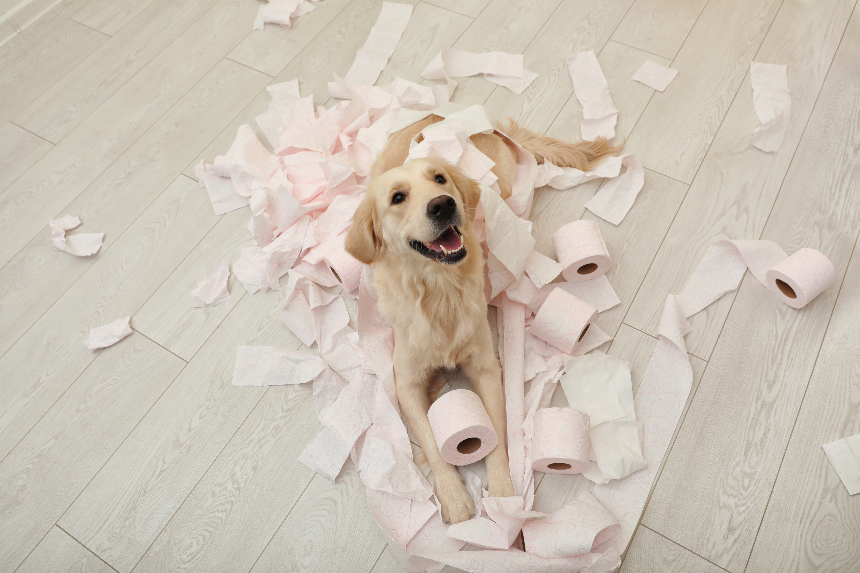 犬がティッシュを食べるのはなぜ 対処法ややめさせる方法をご紹介 Uchinoco うちの子