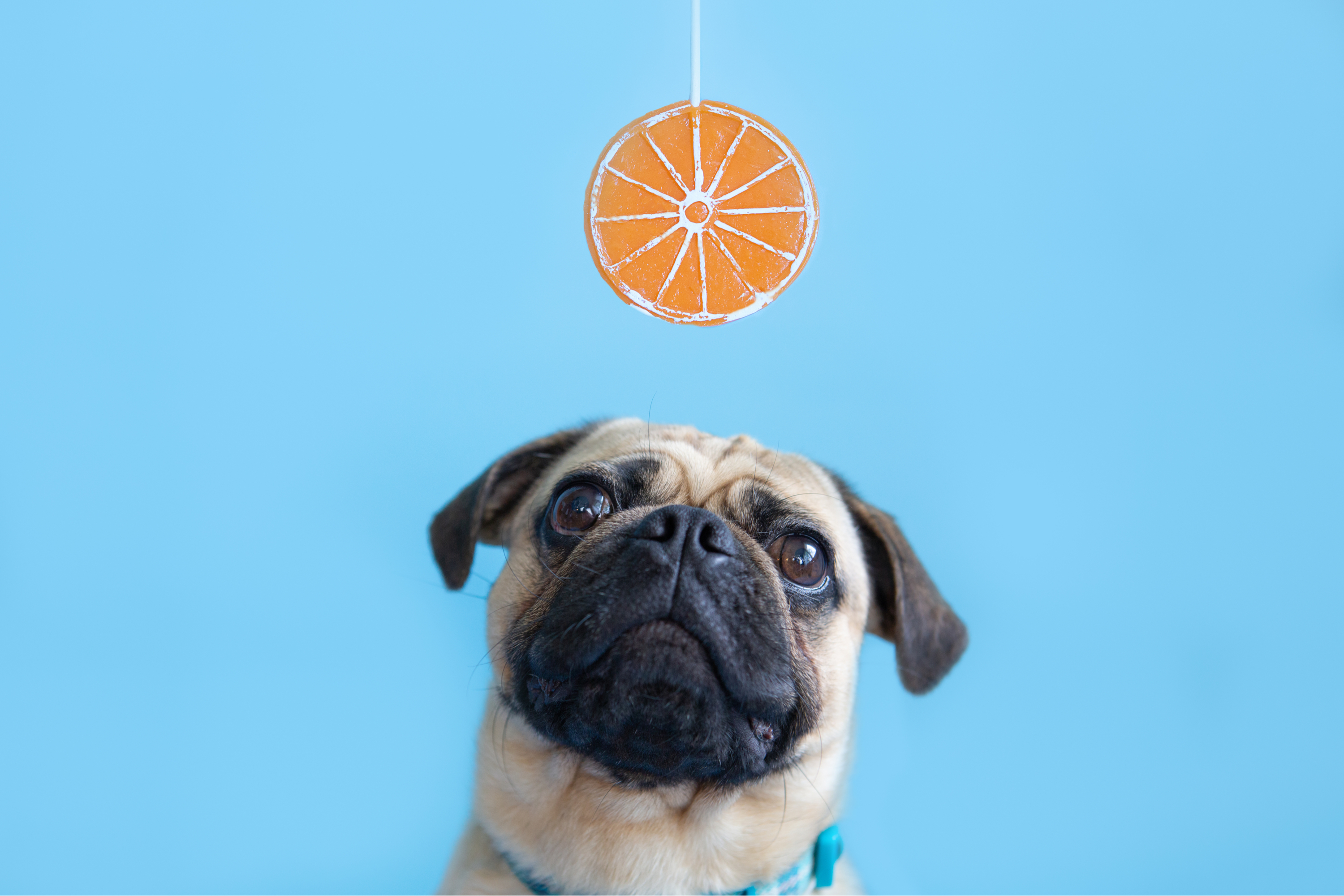 犬はオレンジを食べても大丈夫 与えるメリットや注意点を解説 Uchinoco うちの子