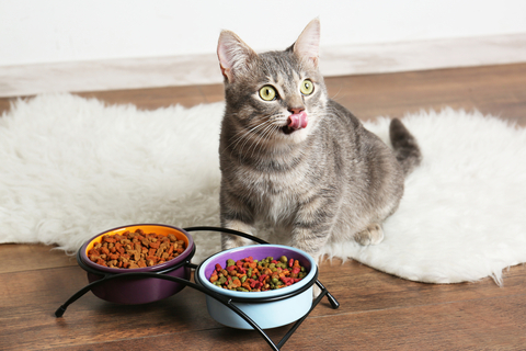 猫の餌台はあったほうが良い!メリットや選び方を解説