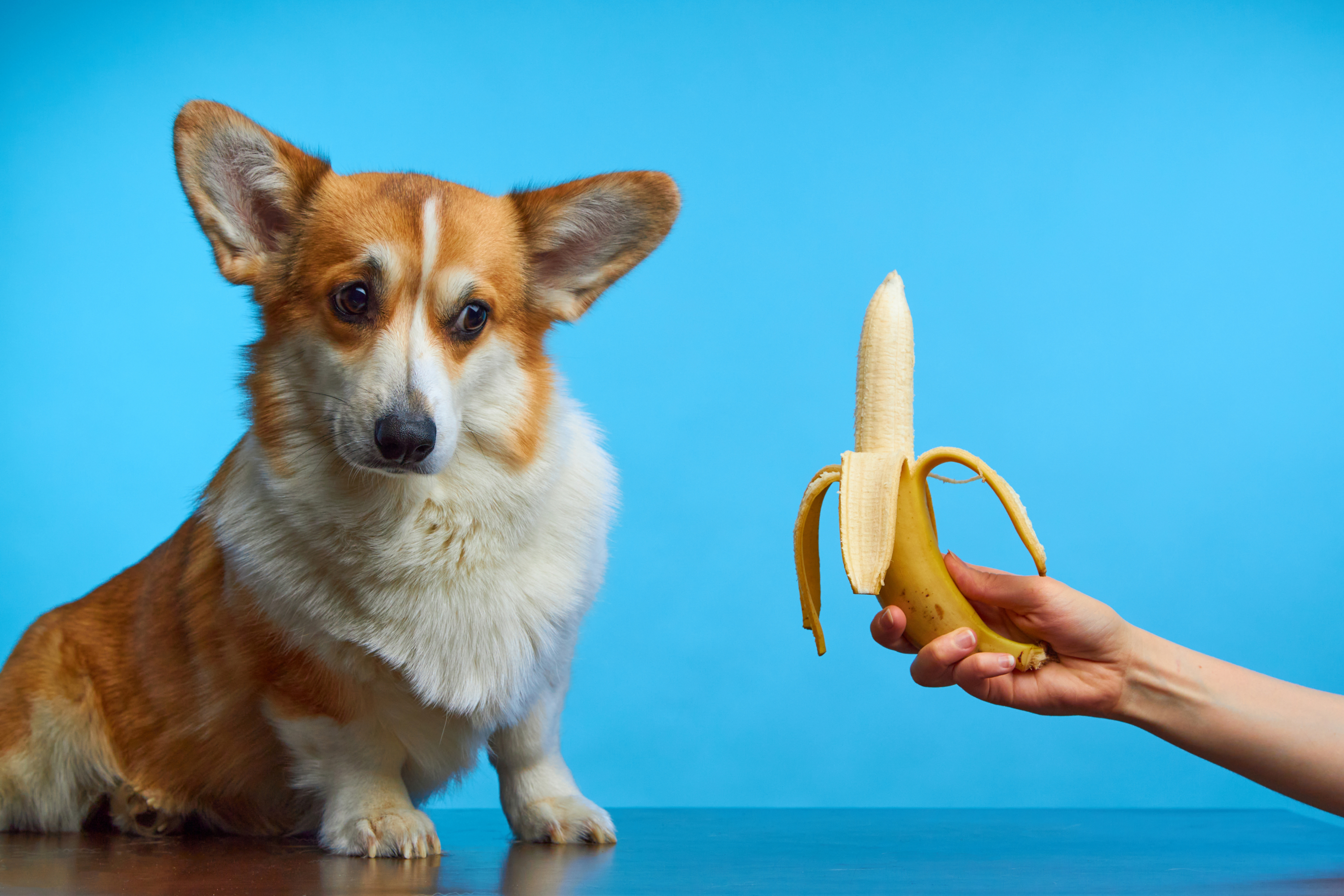 犬はバナナを食べても大丈夫 成分や与える時の注意点をご紹介 Uchinoco うちの子