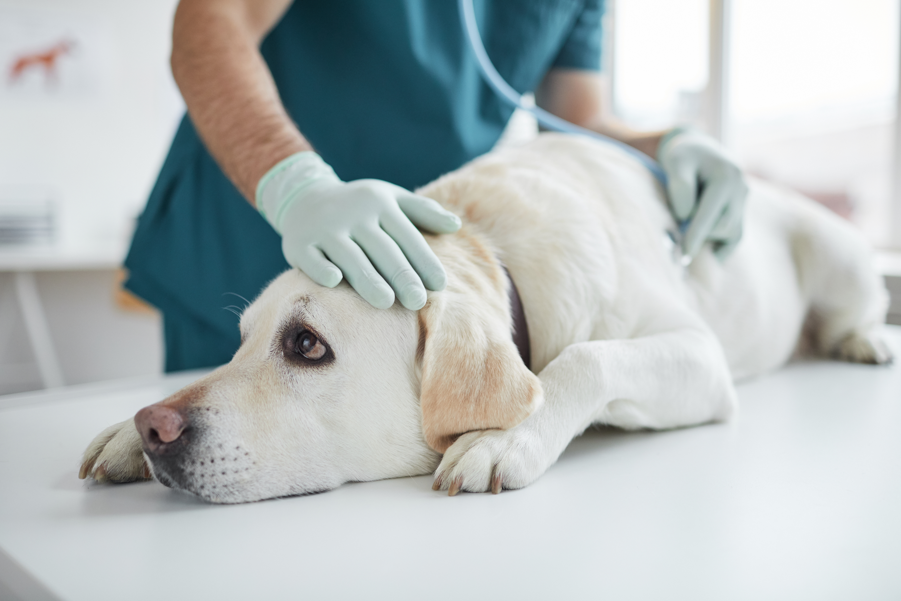 犬の肺水腫ってどんな病気 症状や原因 治療方法を解説 Uchinoco うちの子