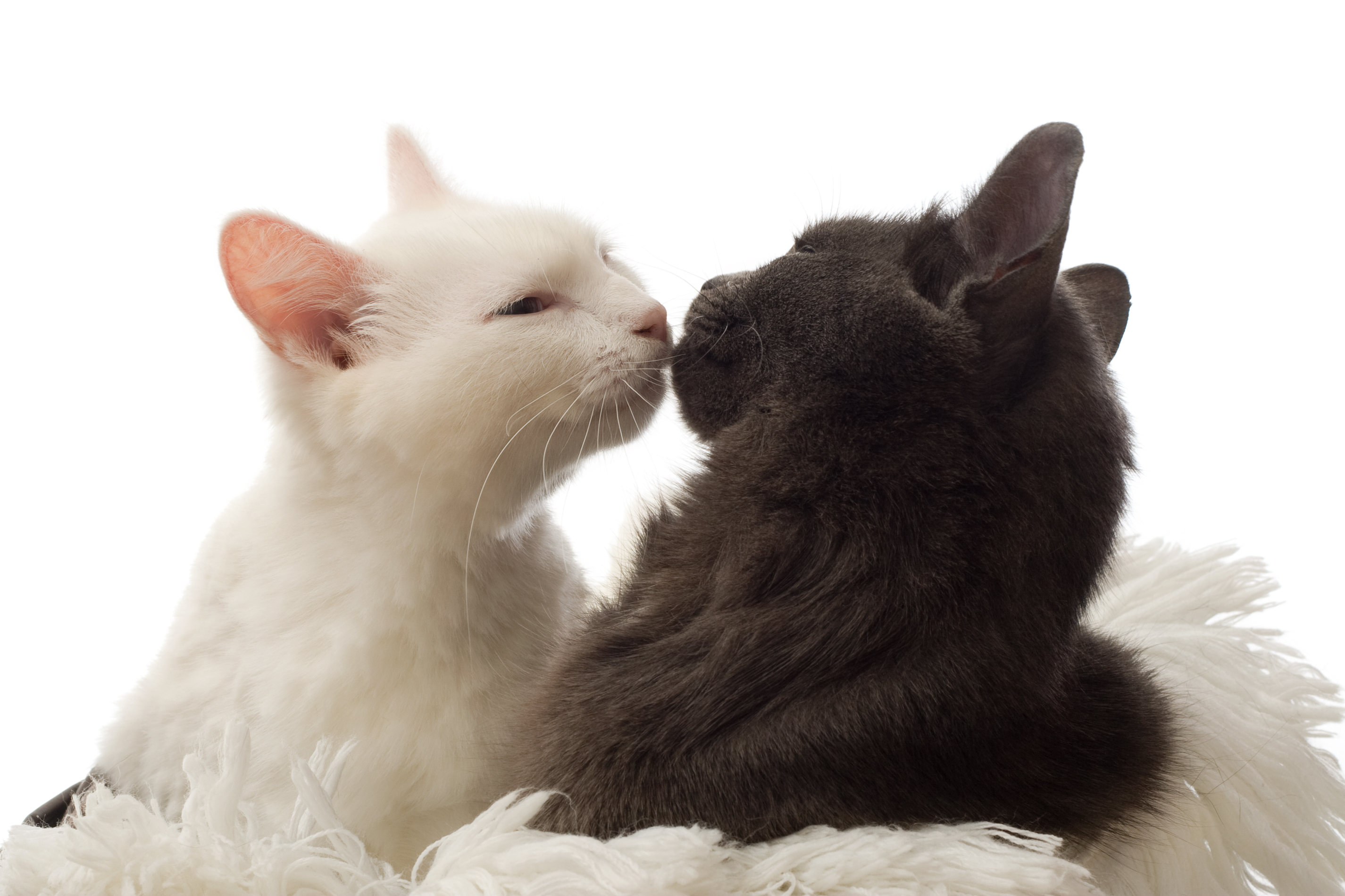 猫が鼻キスしてくる理由は 飼い主が気にかけたいポイントとは Uchinoco うちの子