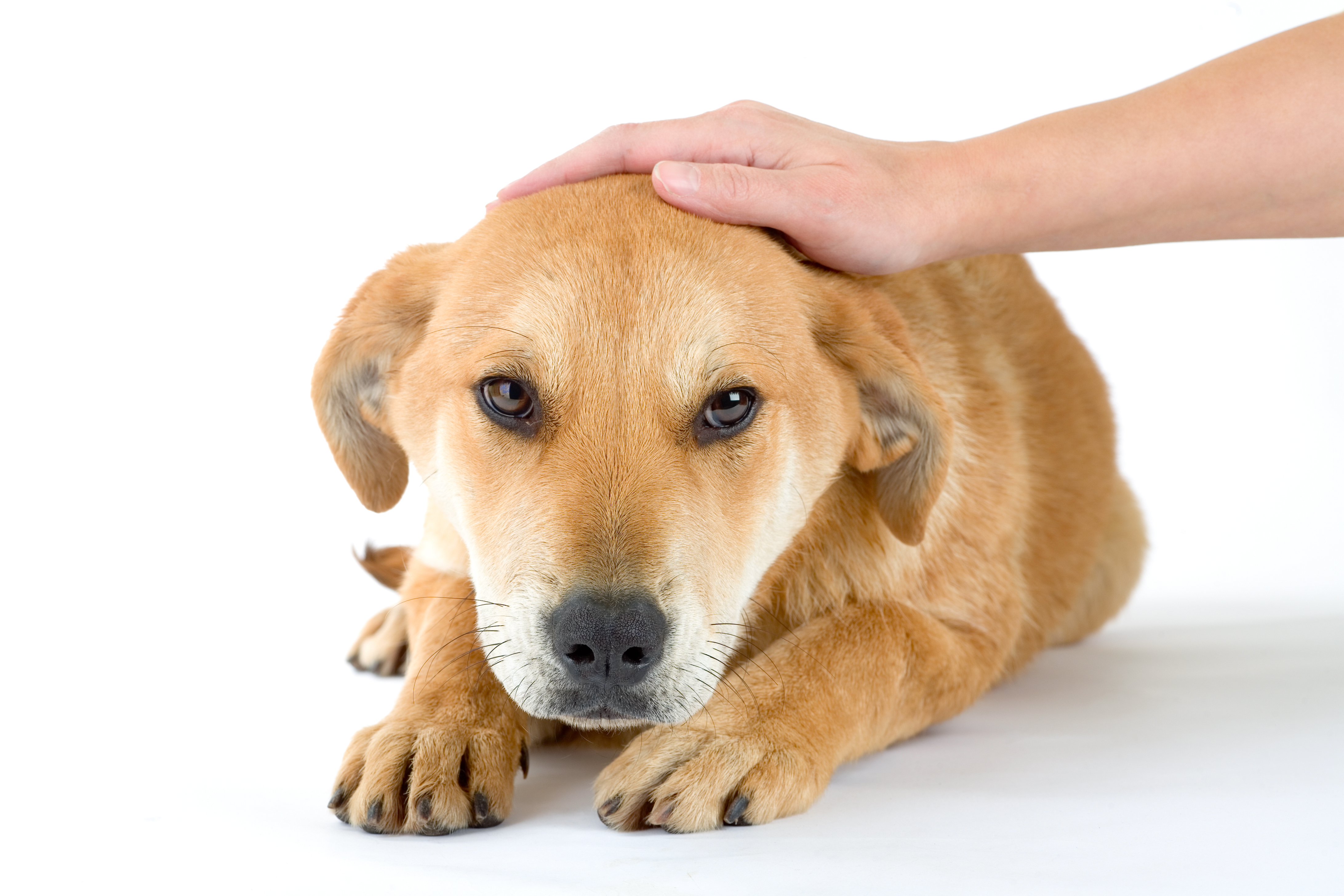 犬がなでられて喜ぶ場所やなでることの効果とは Uchinoco うちの子