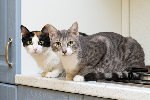 猫の多頭飼いをしたいけど…できる限りストレスを感じさせないコツは?