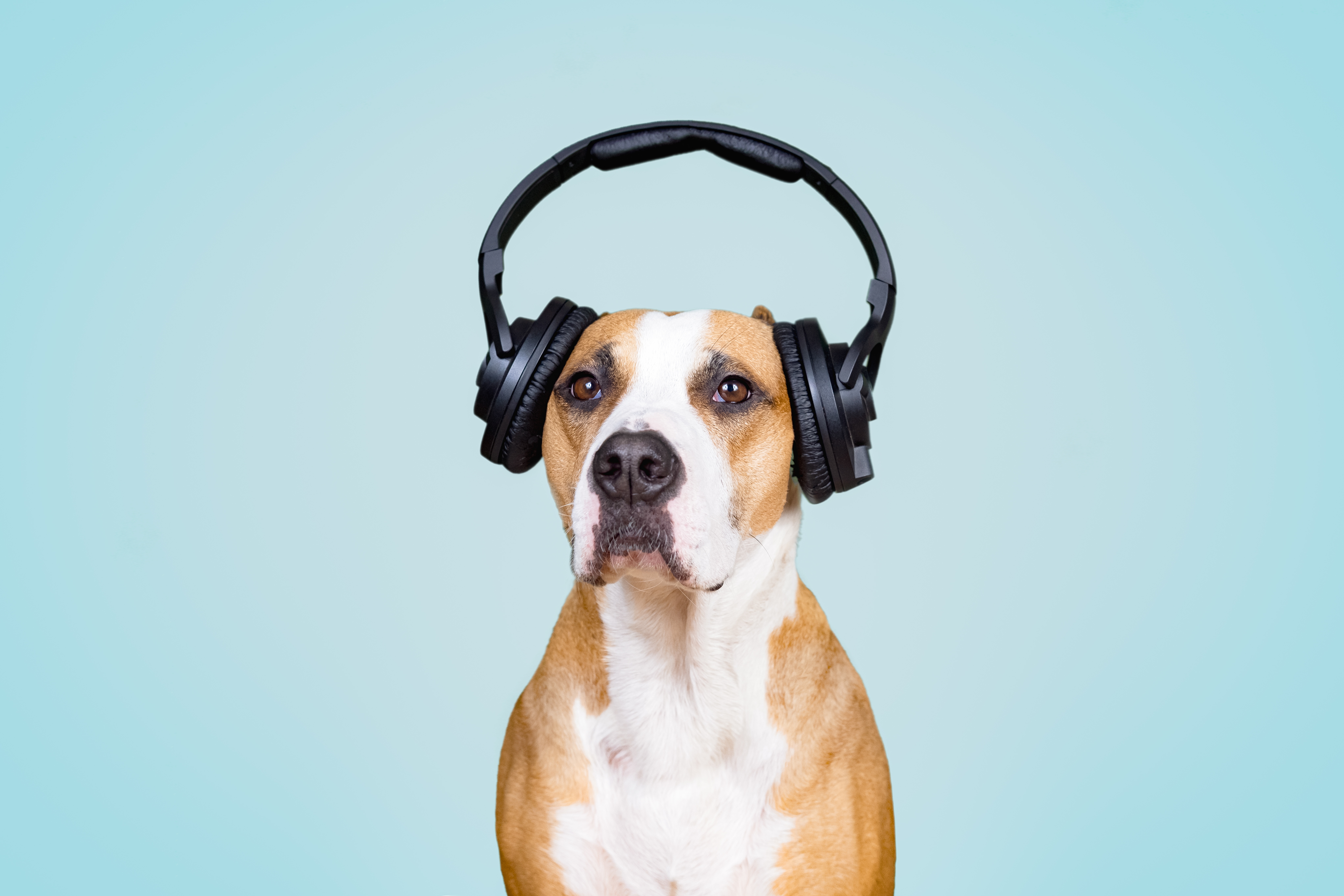 犬は音楽を理解できる 音楽が犬に与える影響を解説 Uchinoco うちの子