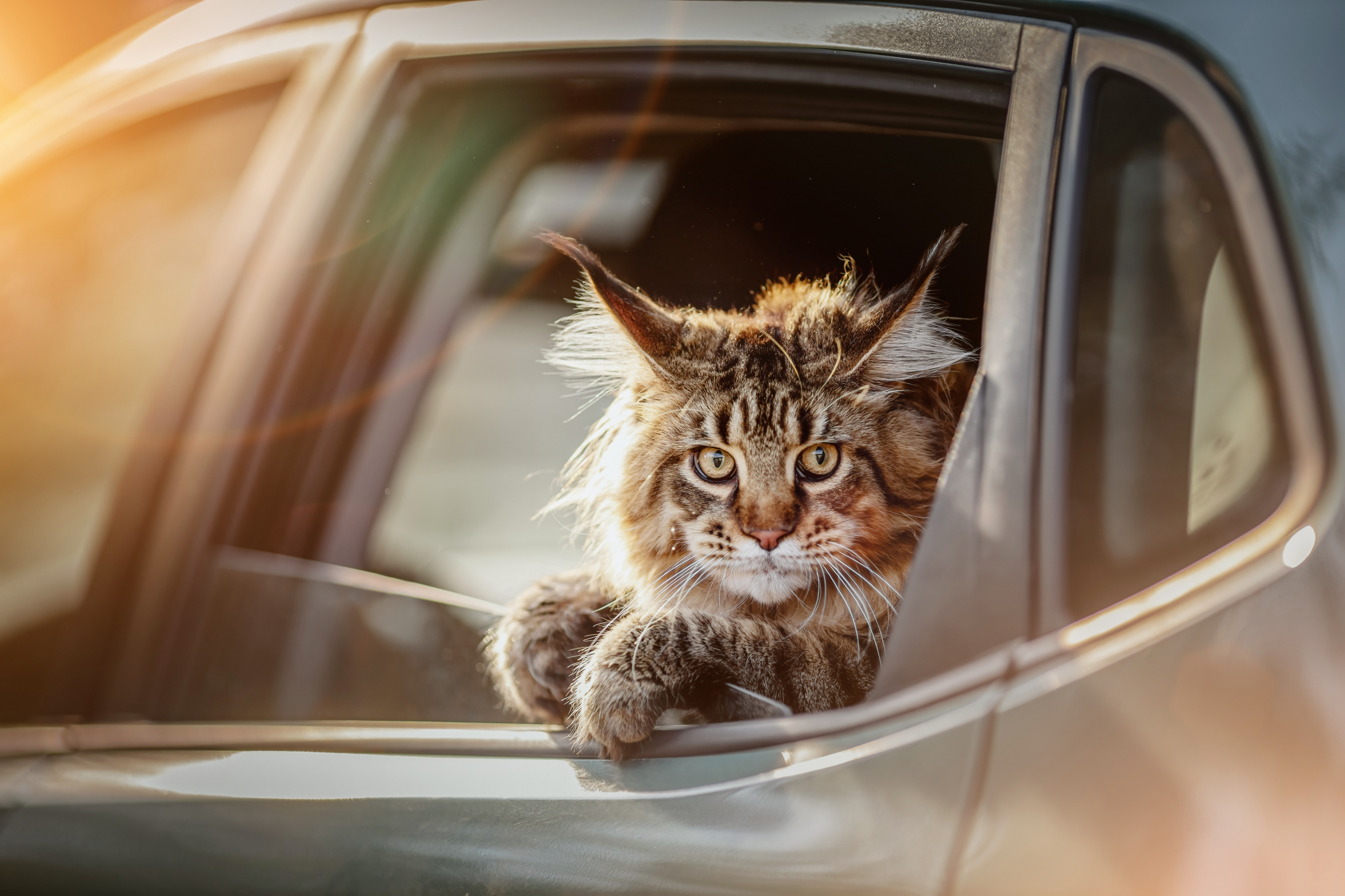 大型の猫との暮らしってどんなもの 飼育の注意点も解説 Uchinoco うちの子