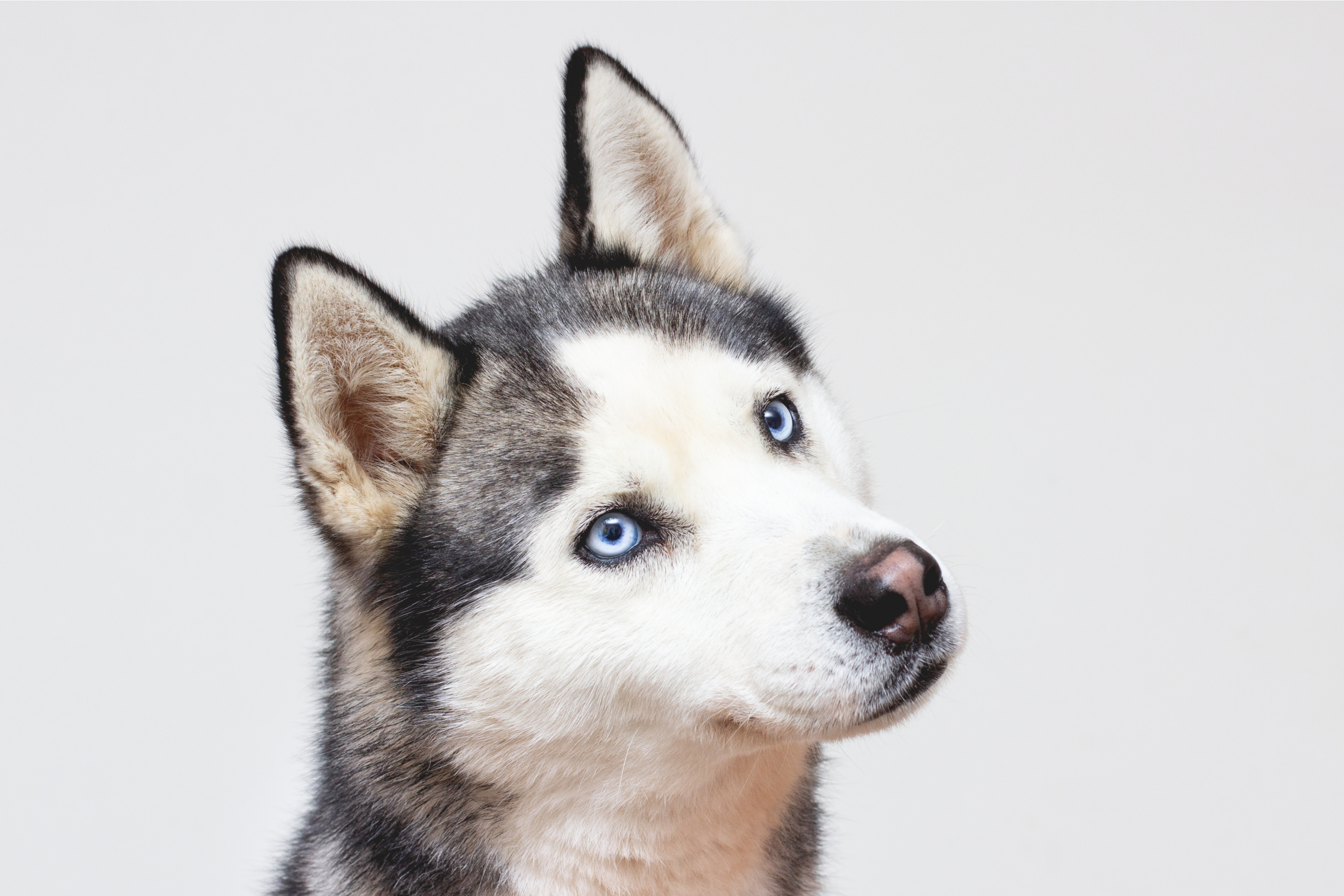 ハスキーはどんな犬種 ハスキーの性格や飼育時の注意点を解説 Uchinoco うちの子