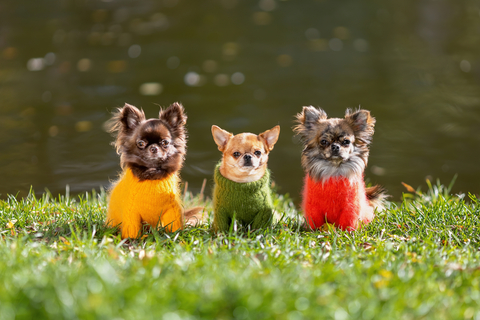 チワワにぴったりな服選び!選ぶポイントとおすすめ春~夏服15選