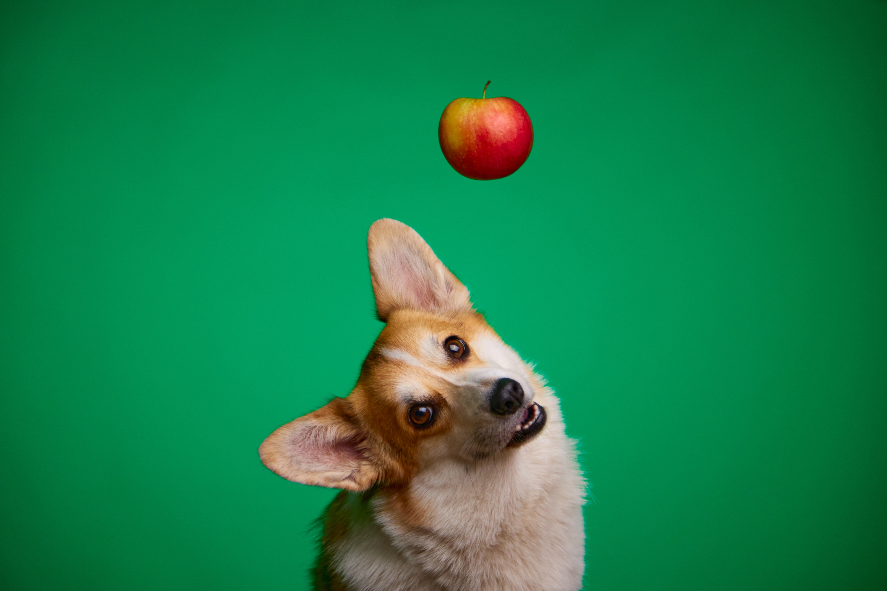 犬にりんごを与えてもいいの 与え方や注意点 使用したおやつなどをご紹介 Uchinoco うちの子