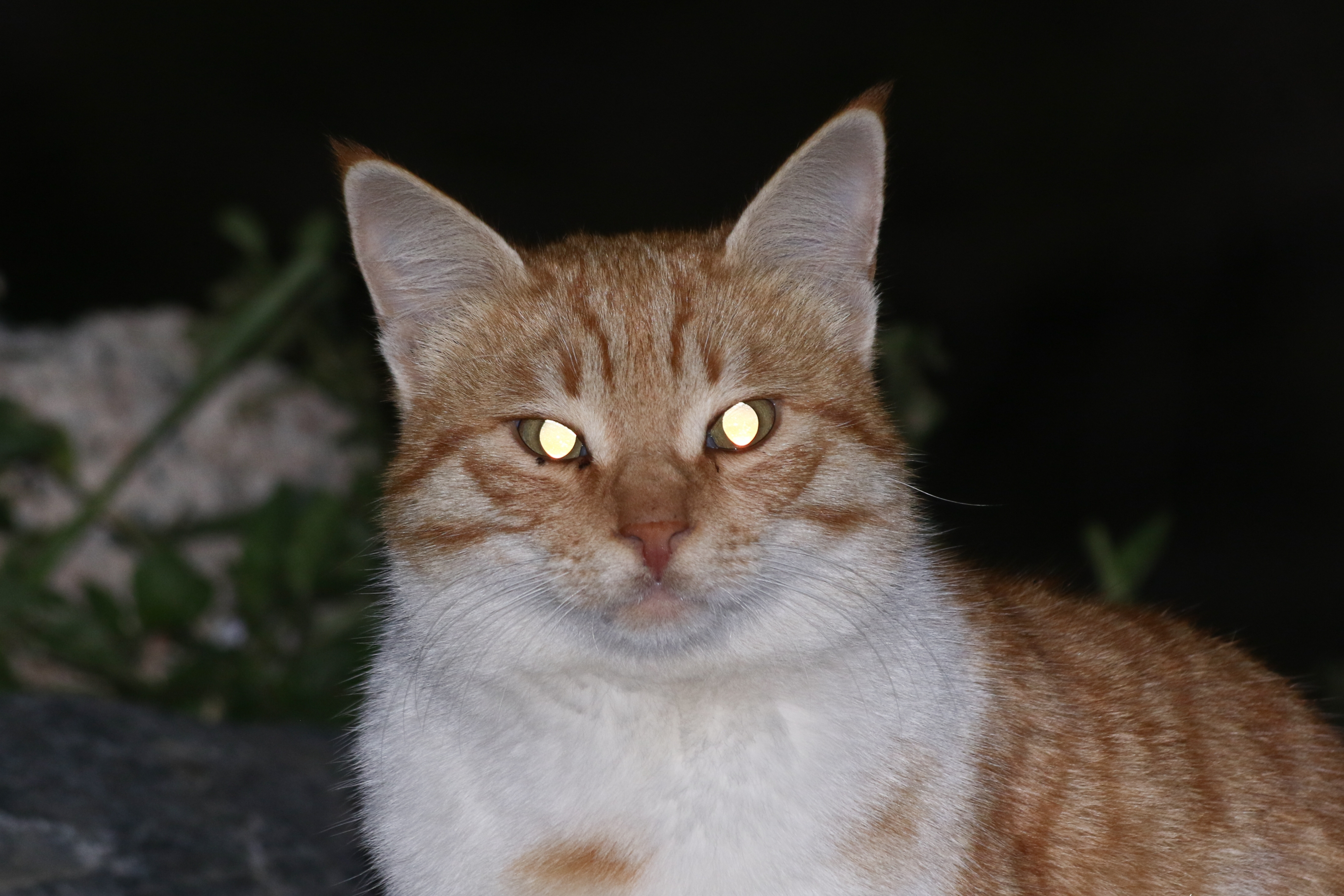 猫の目が光る理由とは 猫の目の特徴についてご紹介 Uchinoco うちの子