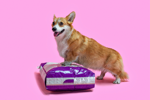 犬のフードの好き嫌いについて!理由や対処法をご紹介