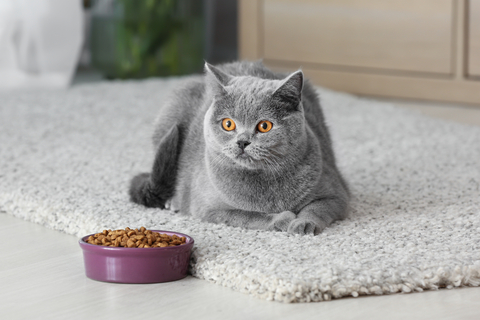 猫がいつものキャットフードを食べない?理由や対処方法を解説