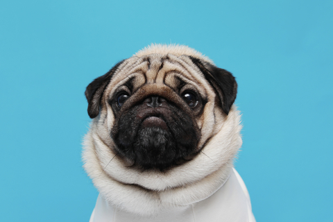 犬が唸るのはなぜ?やめさせるしつけについて解説