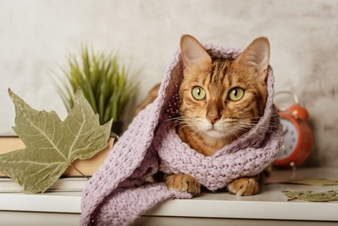 猫の寒さ対策について!猫のおすすめ防寒グッズもご紹介
