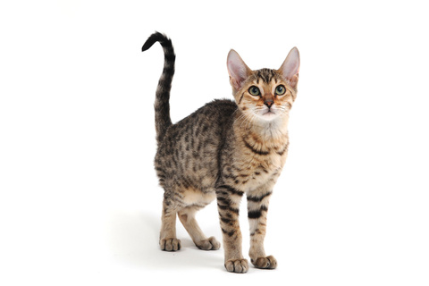 猫が尻尾を立てている時はどんな気持ち?対処方法もご紹介