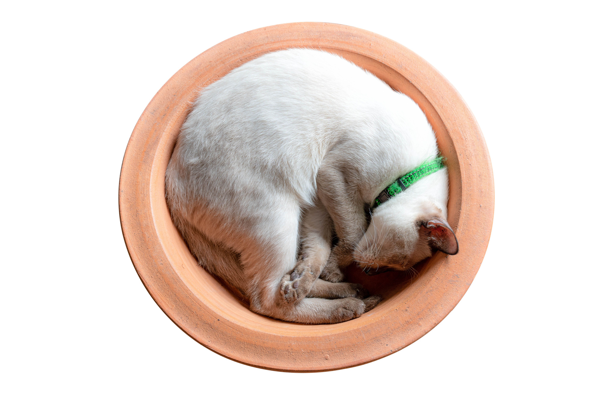 猫が丸まって寝るのはなぜ?理由やおすすめ商品をご紹介 | UCHINOCO 猫が丸まって寝るのはなぜ?理由やおすすめ商品をご紹介 | UCHINOCO
