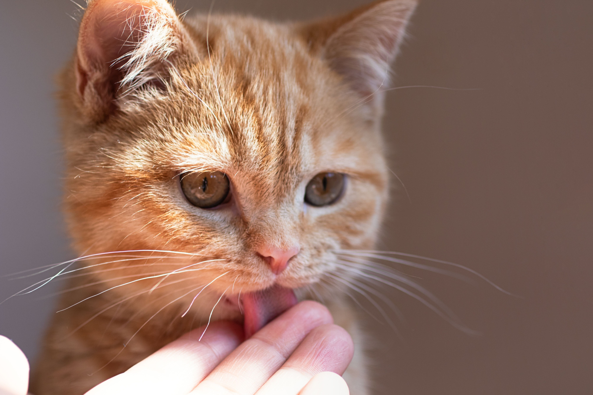 猫がハンドクリームを食べた 人気