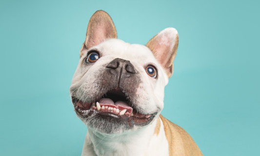 犬が笑顔に見える時はどんな気持ち?犬の表情筋についても解説