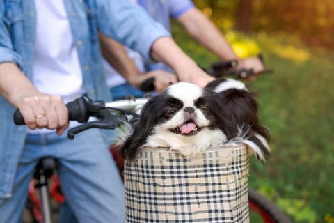 犬を自転車のかごに入れても大丈夫?リスクや安全性を解説