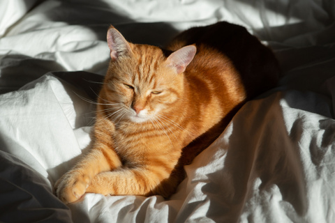 猫が日向ぼっこをする理由を解説!窓に貼り付ける猫用のベッド4選