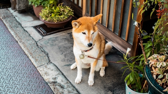 柴犬のドッグフード選びに困ったら……体に合うドッグフードのポイントとおすすめフード15選