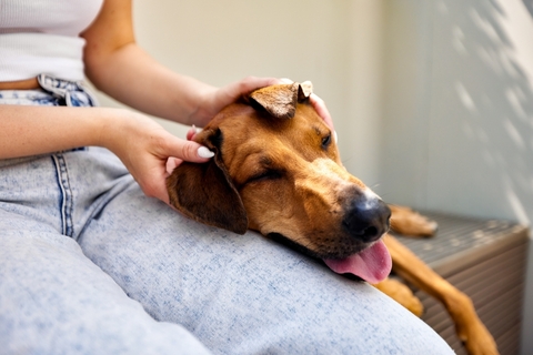 犬のお世話に必要なものとは?犬を育成するゲームもご紹介!