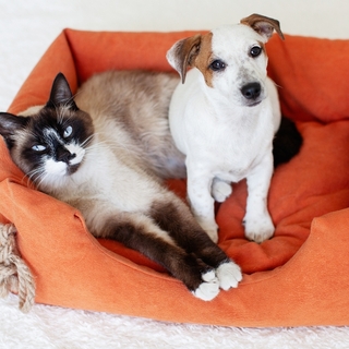 一人暮らしでも安心！ペットとの快適生活ガイド