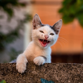 電話中に猫が鳴くのはなぜ？理由と対処法と癒やしグッズ