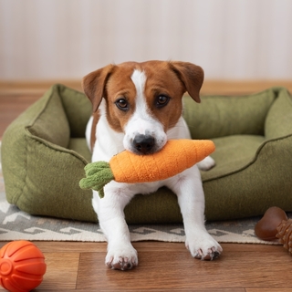 犬の“思春期”に向き合う！生後6ヶ月の愛犬のしつけ・食事・運動のポイント