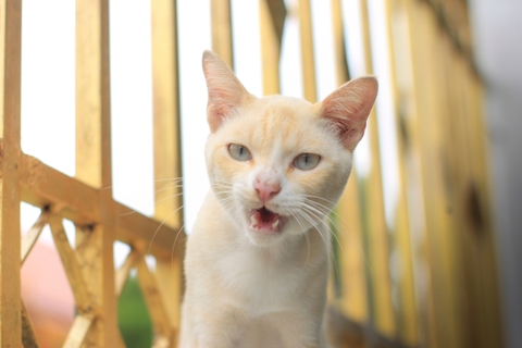 猫の無駄鳴き、どうすればいい?原因と対策&おすすめグッズを紹介!