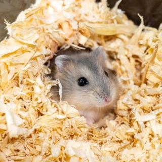 ブルーサファイアハムスターとは？特徴・性格・飼育のポイントを解説