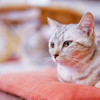富山で癒される猫カフェ3選！お店の選び方やマナーも解説