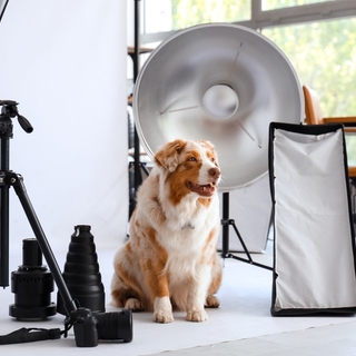 SNSで話題！モデル犬の仕事・活動に必要なことを解説