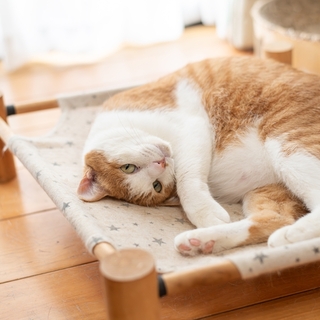猫がもっとリラックスできる！お家で作る快適空間のコツ