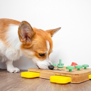 雨の日でも大満足！犬が喜ぶおうち遊びアイデアとおすすめグッズ
