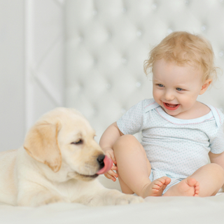 犬と人間の赤ちゃんは仲良くできる？初対面のコツと安全な環境づくり