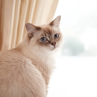 【夢占い】猫が出てくる夢の意味│状況別のメッセージと心理を解説
