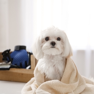 犬が寄ってくる理由とは？愛情サインから注意すべき行動まで解説
