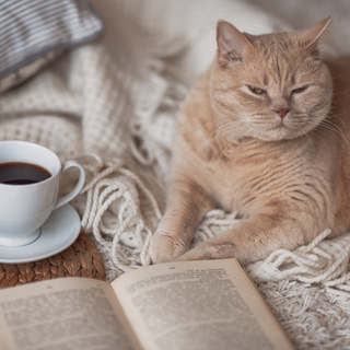 猫の狩猟本能を刺激する！夢中で遊べるおもちゃの選び方