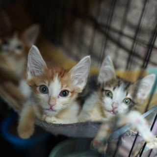 猫を拾ったときにやることまとめ｜保護から病院・届け出・お世話まで完全ガイド