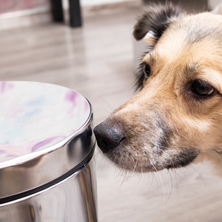 犬のうんち・おしっこのニオイに！防臭ゴミ箱の選び方とおすすめ対策グッズを紹介
