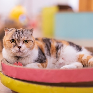 西日本最大級のビジネス街！大阪梅田にあるおしゃれな猫カフェを紹介