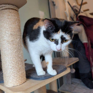サブカルチャーの聖地！高円寺エリア周辺で人気を集めるおすすめ猫カフェガイド
